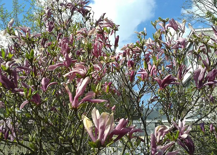 Bed and breakfast Maria Róterdam